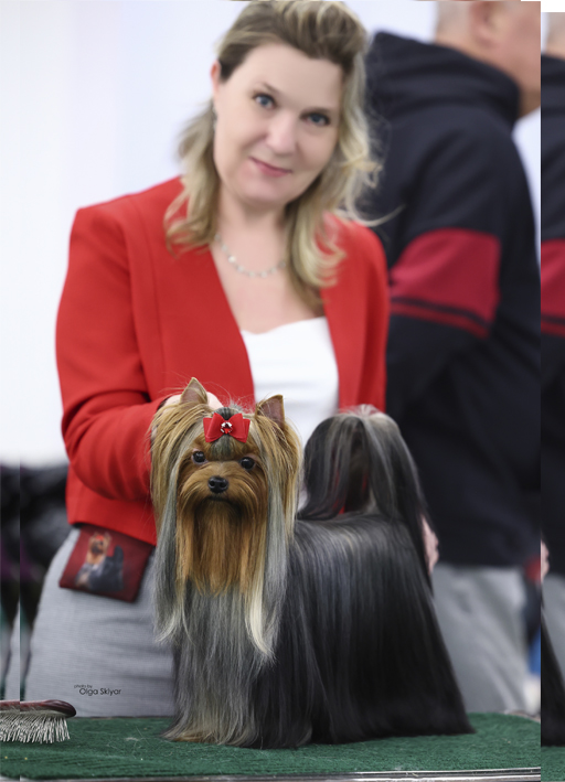 LA BRILLANTE SOPHIE &mdash; Labaza DogPedigree YorkshireTerrier